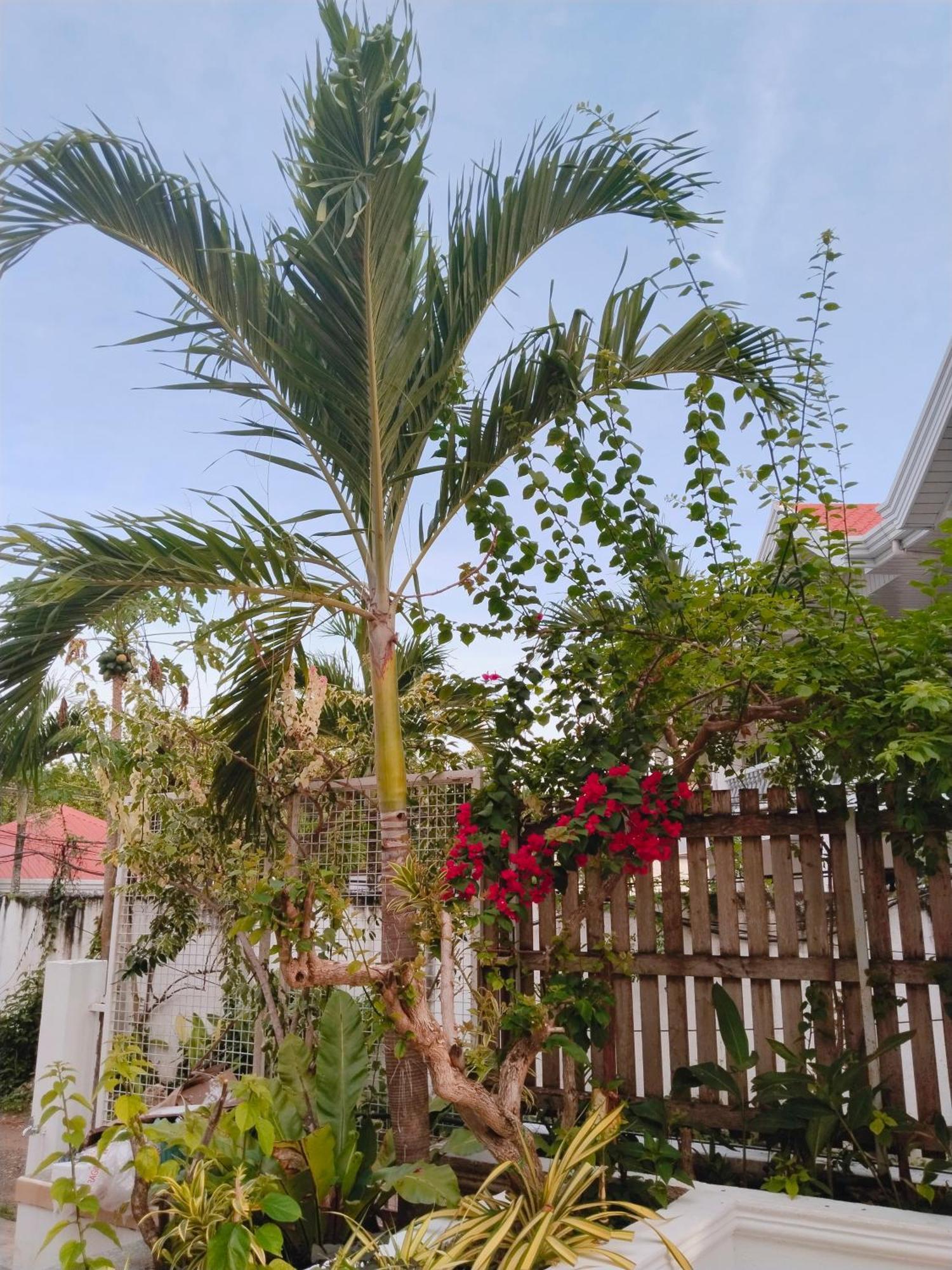 Alona Garden Suites Panglao Zewnętrze zdjęcie